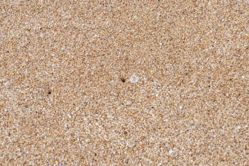 Shells and coral fragments in the sand，Sunset beach, Oahu's North Shore, Honolulu, Hawaii