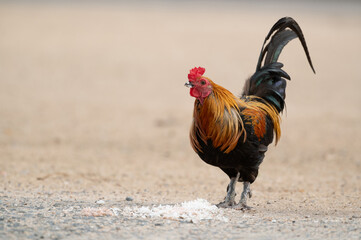 Rooster is eating  rice on the floor.Selective focus.