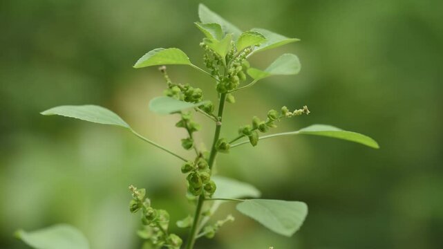 Indian acalypha or Acalypha indica branch flowers on natural background.