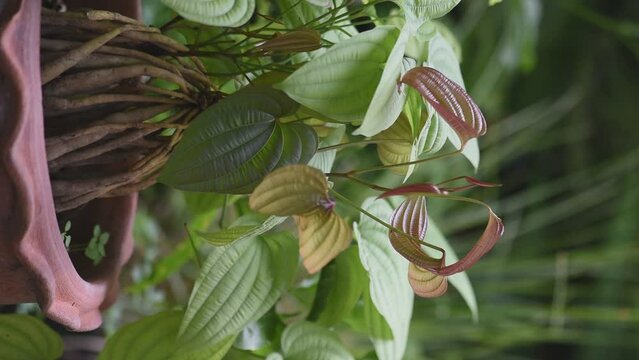 Stemona tuberosa roots and green leaves on natural background.