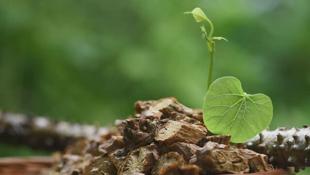 Tinospora cordifolia and green leaf on natural background.