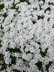 flowers on the ground