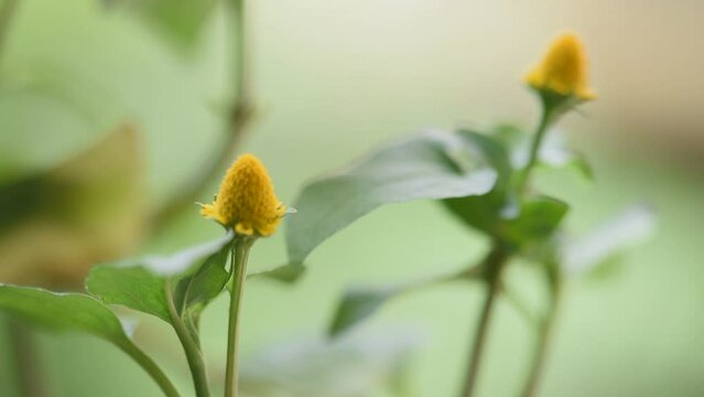 Acmella oleracea or Toothache plant branch flowers and green leaves on natural background.