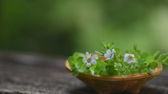 Brahmi or bacopa monnieri flower and green leaves on natural background.