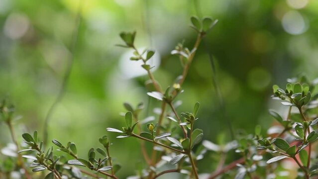 Purslane or Portulaca oleracea branch green leaves and flowerห on natural background.