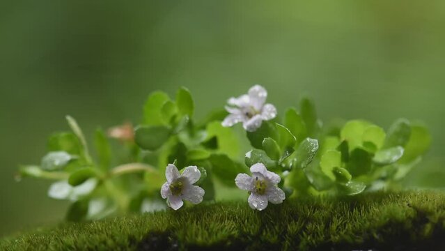 Brahmi or bacopa monnieri flower and green leaves on natural background.