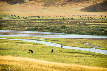 Horses and cattle pasturing on the grassland along Kaidu River in Xinjiang, China