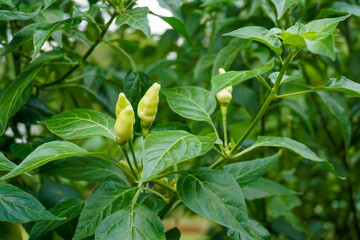 Fresh and spicy white chilies in the backyard garden