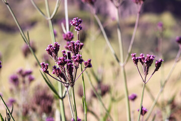 close-up image of the beautiful Verbena brasiliensis flower, perfect for wallpaper and creative designs.