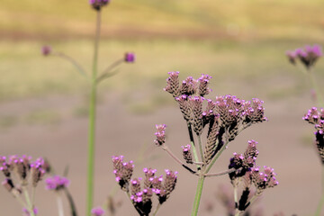 close-up image of the beautiful Verbena brasiliensis flower, perfect for wallpaper and creative designs.