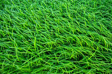 Top view fresh green rice leaves with dewdrop in the morning