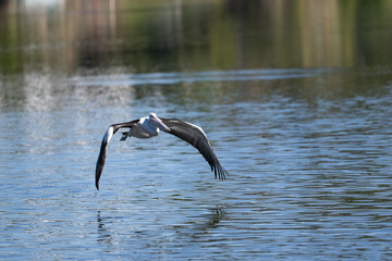 Australian pelican on a Queensland river