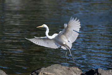 The great egret, also known as the common egret, large egret, or great white egret or great white heron, is a large, widely distributed egret. Four subspecies are found in Asia, Africa, the Americas