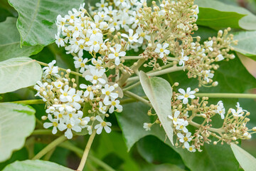 Dole Plantation, Oahu, Hawaii，Aleurites moluccanus, the candlenut, flowering tree in the spurge family, Euphorbiaceae, candleberry, Indian walnut, kemiri, varnish tree, nuez de la India, buah keras, 