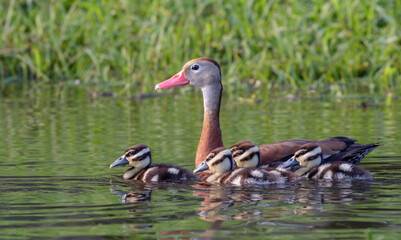 Black-bellied whistling ducks (Dendrocygna autumnalis) female with ducklings, Houston area, Texas,...