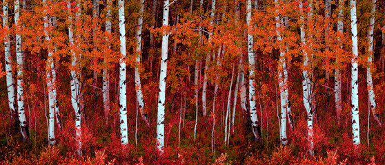 Aspen Trees in Fall with Colors Lush Forest Birch Red and Orange Autumn Leaves