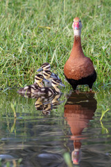Black-bellied whistling ducks (Dendrocygna autumnalis) female with ducklings resting at the water...