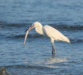 Reddish egret (Egretta rufescens), white morph, hunting in shallow water near the ocean coast, Galveston, Texas, USA.