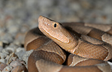 Broad-banded copperhead (Agkistrodon laticinctus), Bastrop County, Texas, USA.