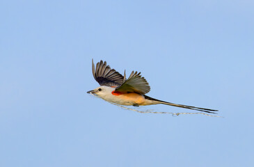 Scissor-tailed flycatcher (Tyrannus forficatus) flying with a piece of rope collected as the nesting material, Galveston, Texas, USA.