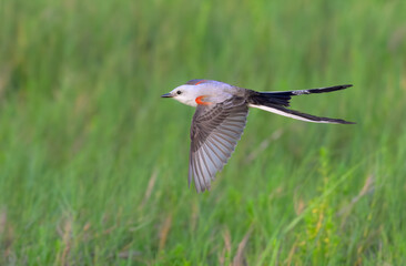 Scissor-tailed flycatcher (Tyrannus forficatus) flying over coastal wetlands, Galveston, Texas, USA.