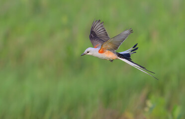 Scissor-tailed flycatcher (Tyrannus forficatus) hunting over the coastal wetlands, Galveston,...