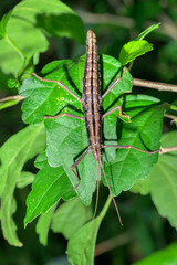 Southern Two-striped Walkingstick insect (Anisomorpha buprestoides) female, Galveston, Texas, USA.