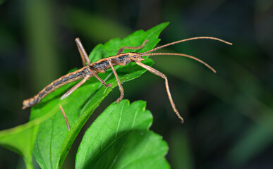 Southern Two-striped Walkingstick insect (Anisomorpha buprestoides) male, Galveston, Texas, USA.