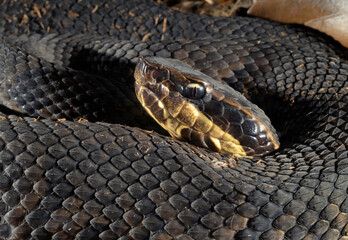 Cottonmouth, also known as water moccasin (Agkistrodon piscivorus) close-up, Houston area, Texas, USA.