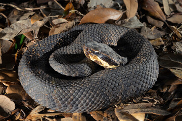 Cottonmouth, also known as water moccasin (Agkistrodon piscivorus) close-up, Houston area, Texas, USA.
