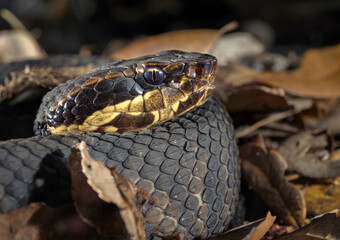 Cottonmouth, also known as water moccasin (Agkistrodon piscivorus) close-up, Houston area, Texas, USA.