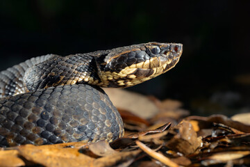 Cottonmouth, also known as water moccasin (Agkistrodon piscivorus) close-up, Houston area, Texas, USA.