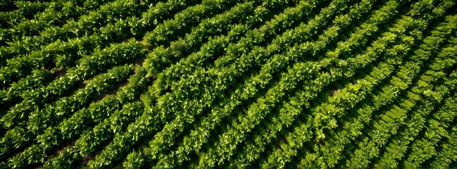 aerial view of Tea field green plantation agriculture background top leaf farm landscape pattern drone. Organic field mountain green plant tea table view wooden product aerial display farmer.
