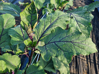 These are the leaves and stems of eggplants planted in the field.