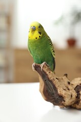 Pet parrot. Beautiful budgerigar sitting on snag on table indoors