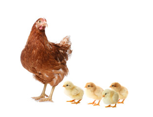 Chicken with cute chicks on white background