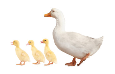 Duck and small fluffy ducklings on white background