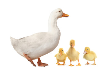Duck and small fluffy ducklings on white background