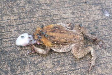 Closeup of dead toad hit or crushed by a vehicle wheel on the road .