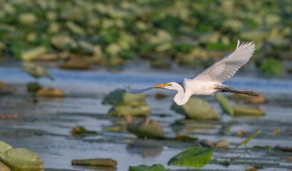 White heron, or great egret, flies low over a lake with lily pads at sunset.