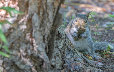 Closeup of a grey squirrel chewing on a piece of bark.