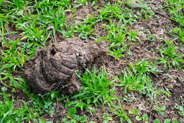 Closeup of cow dung overgrown by small mushroom on grass field.
