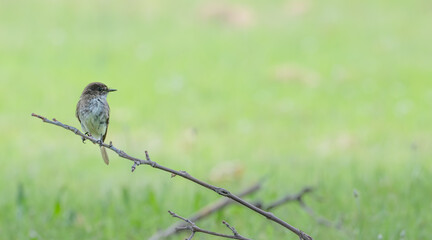 Eastern phoebe perched in a tree.