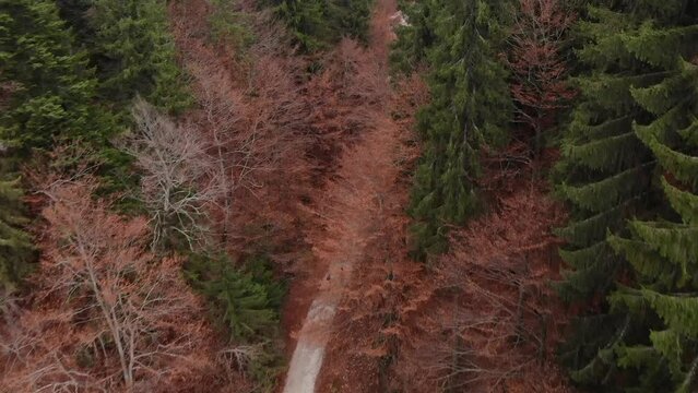 Aerial video above people walking on a footpath between trees, in Romania