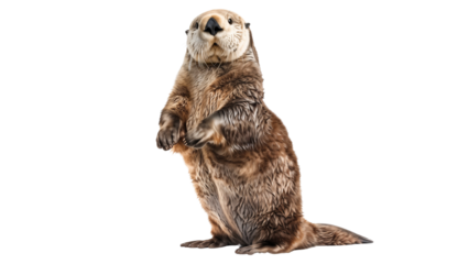 Funny sea otter standing isolated on transparent background