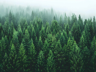 Fototapeta premium A sustainable forestry project