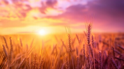 Fototapeta premium Wheat field with stalks of wheat in focus during sunset.