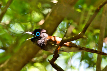 Japanese Paradise Flycatcher came to  see human