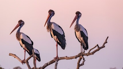Marabou storks standing in a dry dead tree, twilight light and clear sky 
