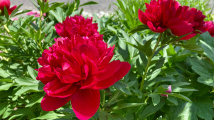 Bright red peonies in June